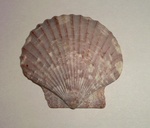 My .de shell. You like it?